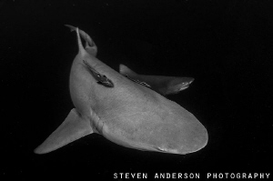 Winter air bring the sharks in close. Lemon Sharks visit ... by Steven Anderson 